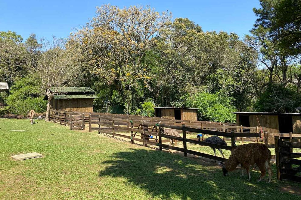 a group of animals in a fenced in area